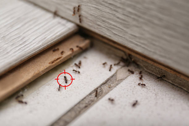 Best Wasp Removal Services  in Maryville, MO