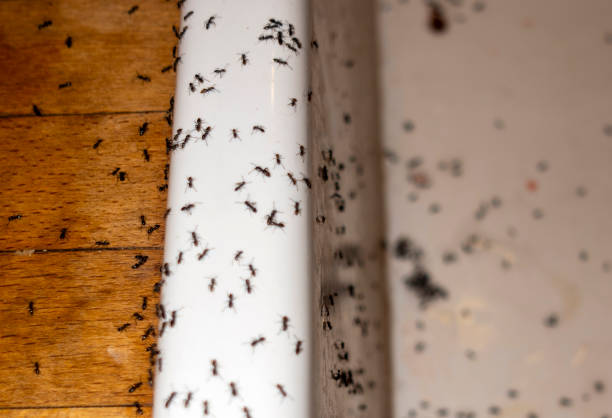 Best Rat Extermination Near Me  in Maryville, MO