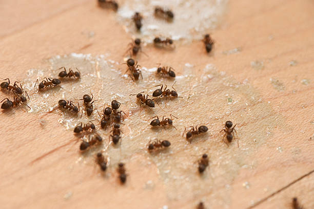 Best Mosquito Control Services  in Maryville, MO