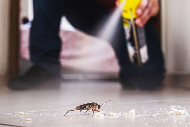Reliable Maryville, MO Pest Control Solutions